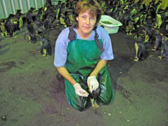 Estelle van der Merwe with oiled Rockhoppers.