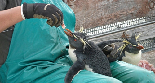 Rescue worker feeding Rockhopper penguin at Tristan. Photo via CNN