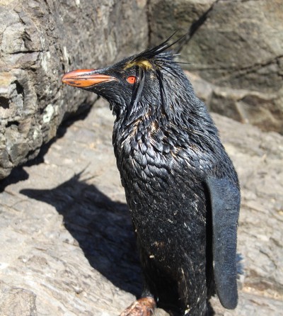 Heavily oiled Rockhopper penguin on Nightingale Island. Photo by Andrew Evans