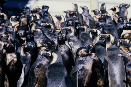 African penguins oiled in the June 23, 2000 Treasure oil spill in Cape Town, South Africa. Photo by Tony Van Dalsen, DAFF
